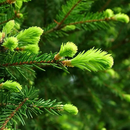 Tinh dầu Lãnh Sam - Siberian Fir Needle