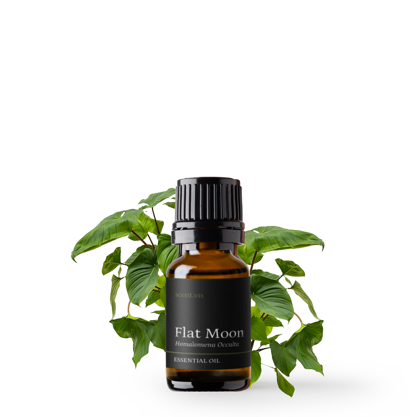 Tinh dầu Thiên Niên Kiện - Flat Moon