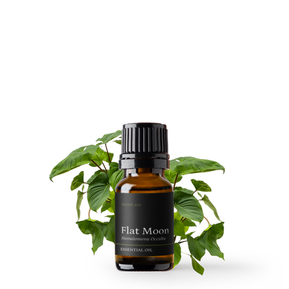Tinh dầu Thiên Niên Kiện - Flat Moon