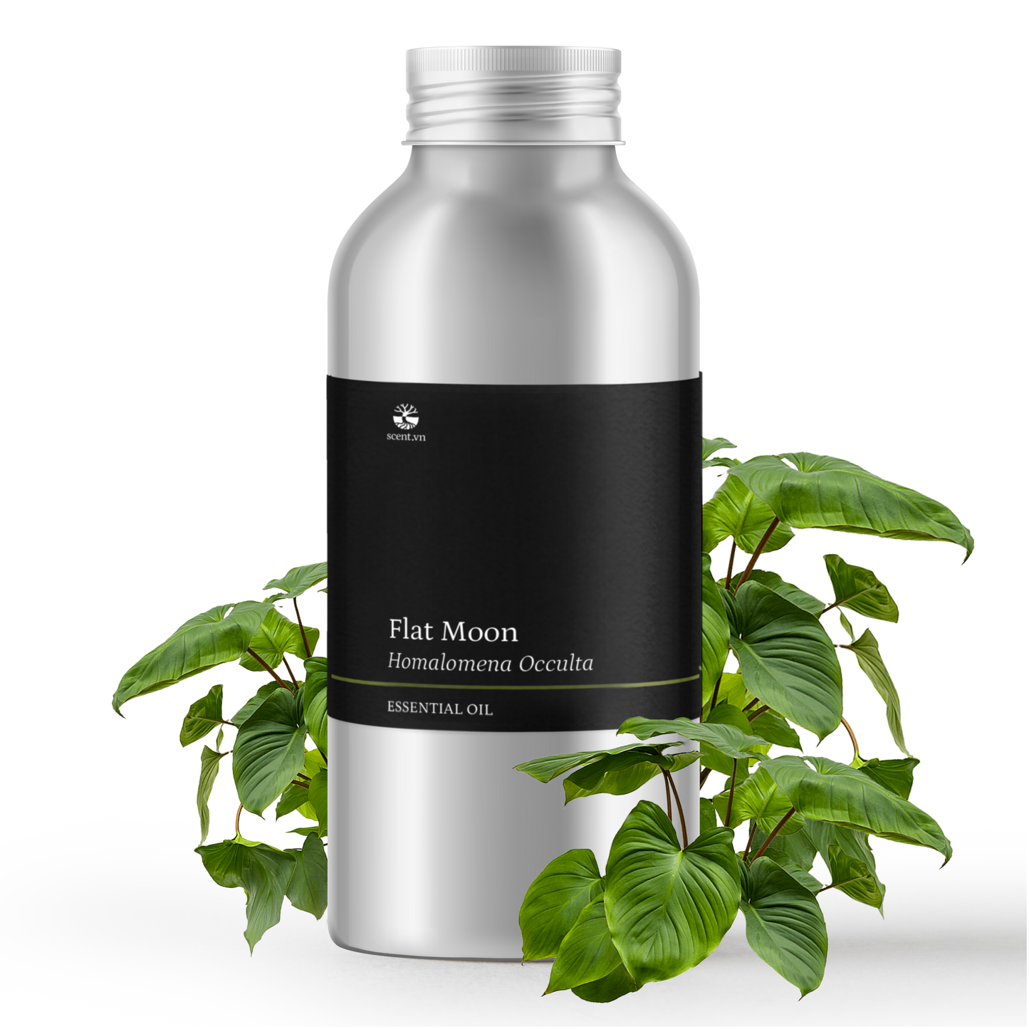 Tinh dầu Thiên Niên Kiện - Flat Moon