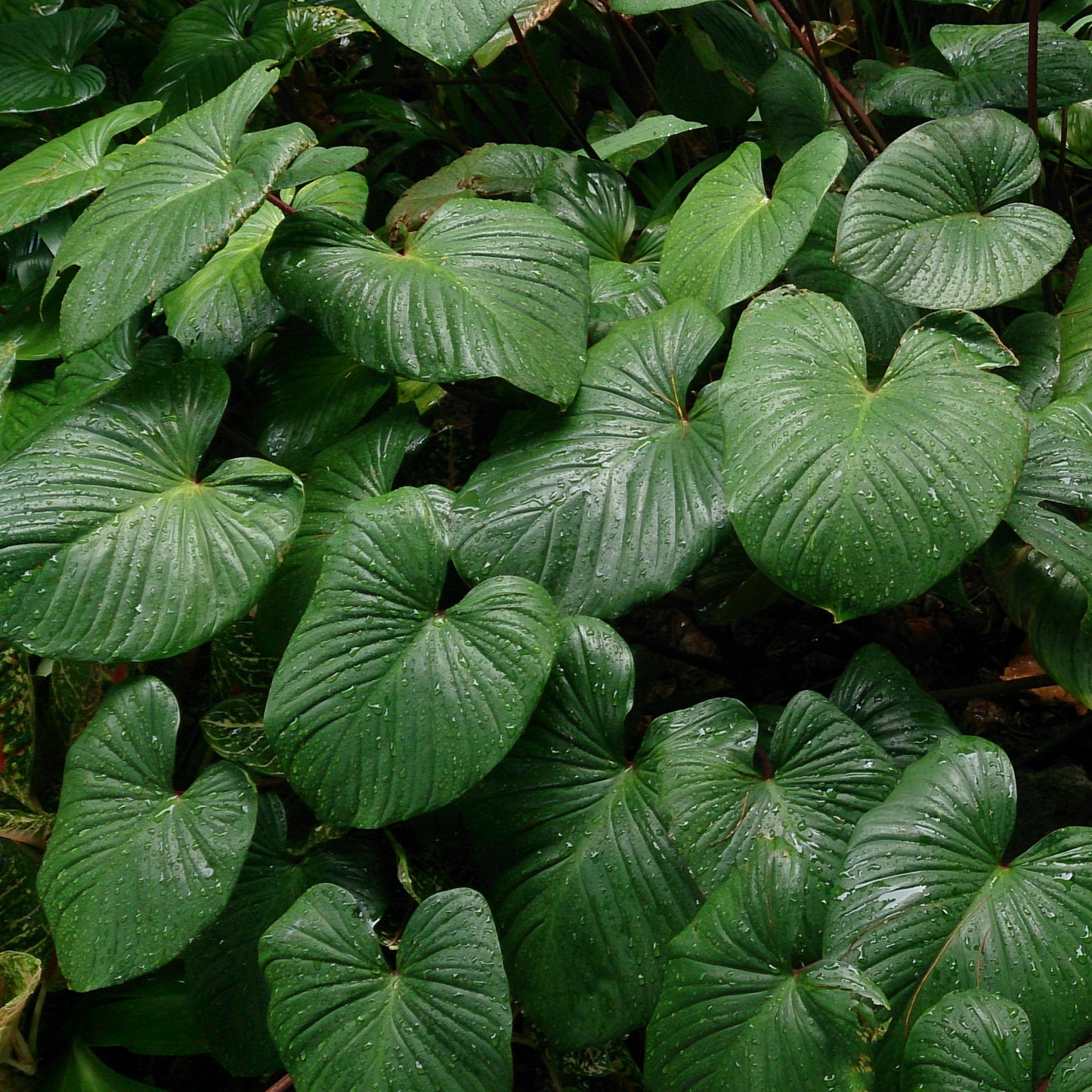 Tinh dầu Thiên Niên Kiện - Flat Moon