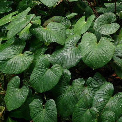 Tinh dầu Thiên Niên Kiện - Flat Moon