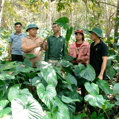 Tinh dầu Thiên Niên Kiện - Flat Moon