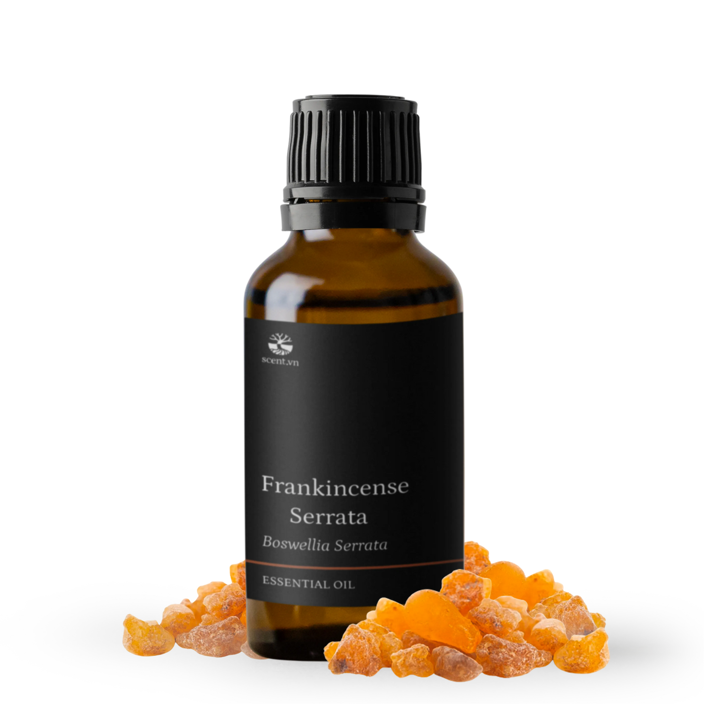 Tinh dầu Nhũ Hương - Frankincense Serrata