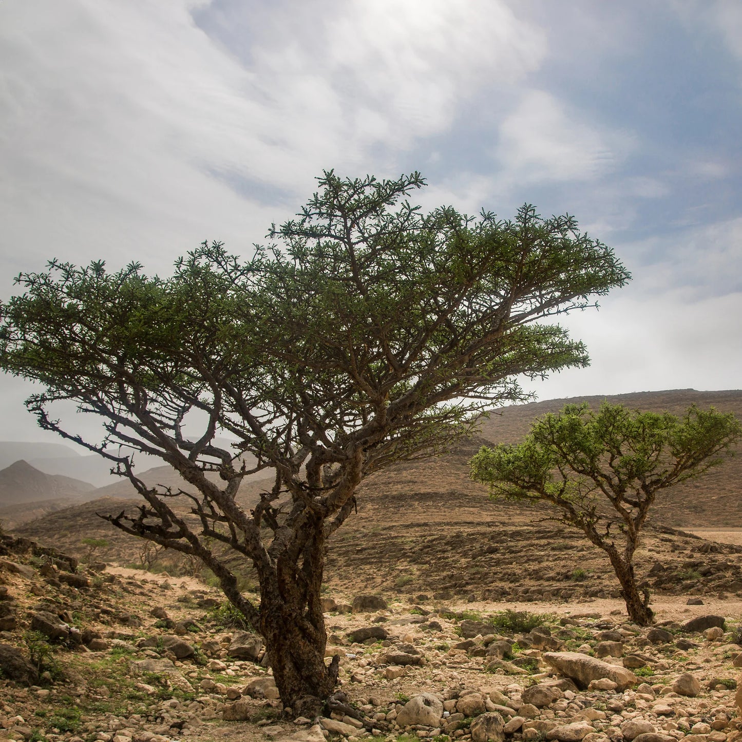 Olibanum Frankincense Carterii Essential Oil