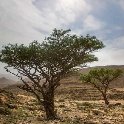 Olibanum Frankincense Carterii Essential Oil