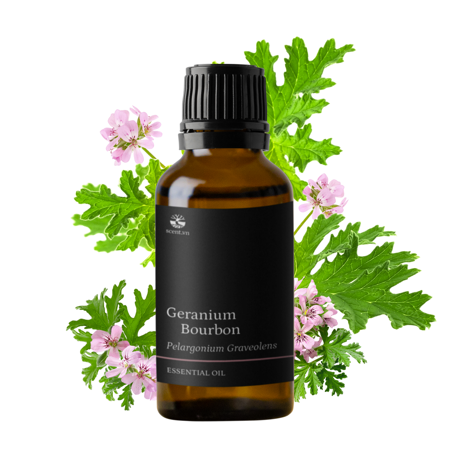 Tinh dầu Phong Lữ - Geranium Bourbon