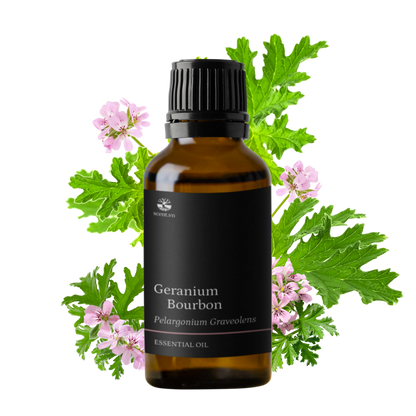 Tinh dầu Phong Lữ - Geranium Bourbon