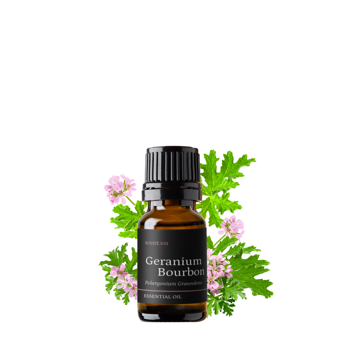Tinh dầu Phong Lữ - Geranium Bourbon