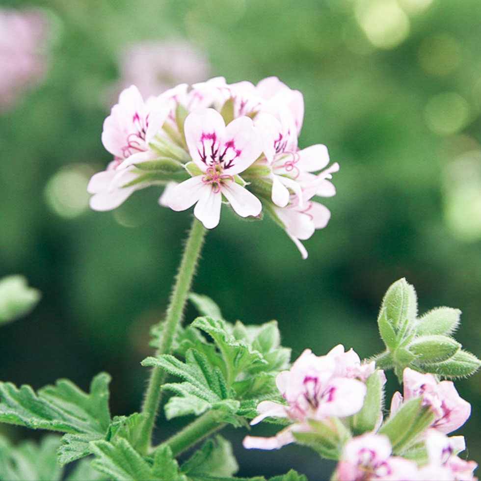 Tinh dầu Phong Lữ - Geranium Bourbon