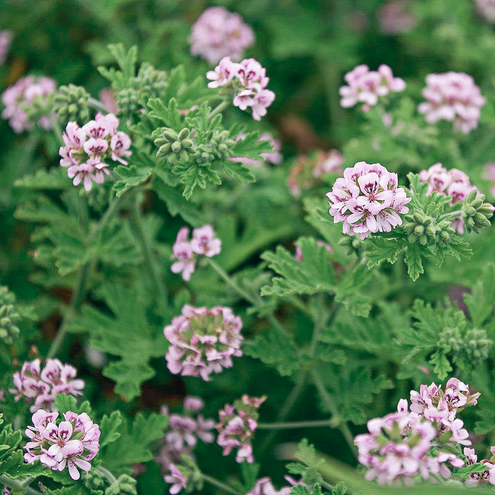 Tinh dầu Phong Lữ - Geranium Bourbon