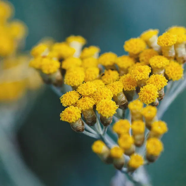 Tinh dầu Cúc Bất Tử - Helichrysum Gymnocephalum