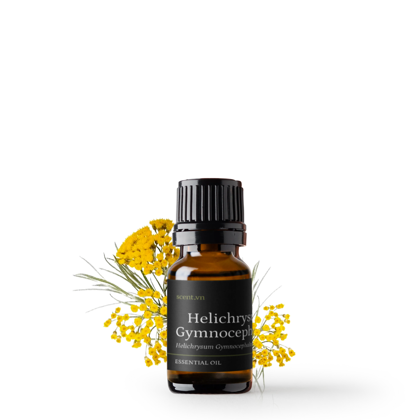 Tinh dầu Cúc Bất Tử - Helichrysum Gymnocephalum