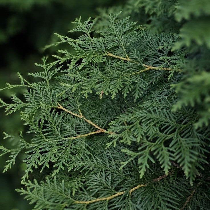 Tinh dầu Bách Nhật - Hinoki Reco