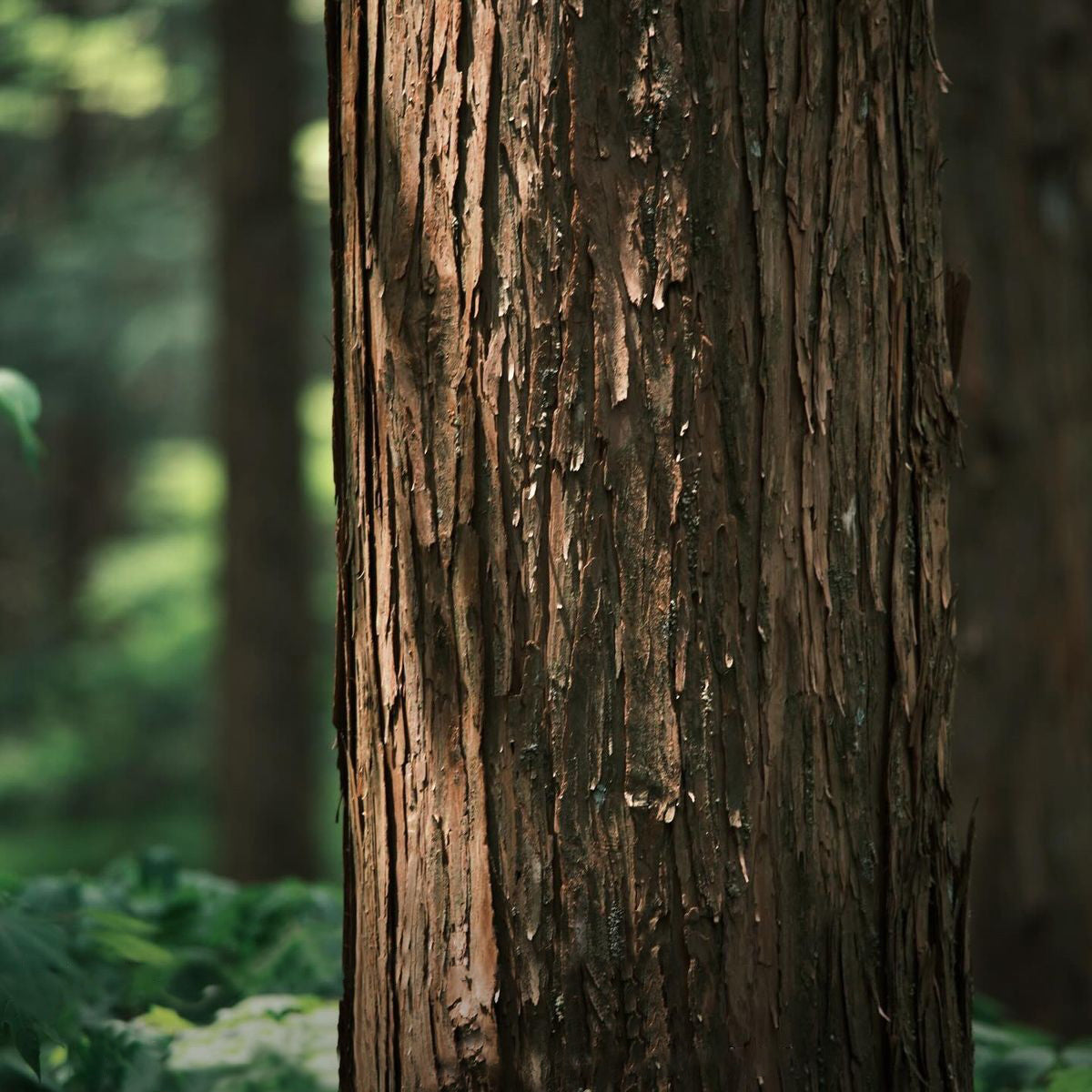 Tinh dầu Bách Nhật - Hinoki Reco