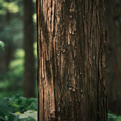 Tinh dầu Bách Nhật - Hinoki Reco