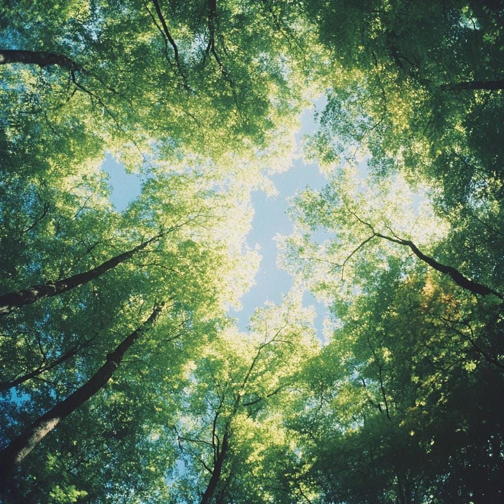 Tinh dầu Bách Nhật - Hinoki Reco