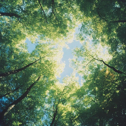 Tinh dầu Bách Nhật - Hinoki Reco