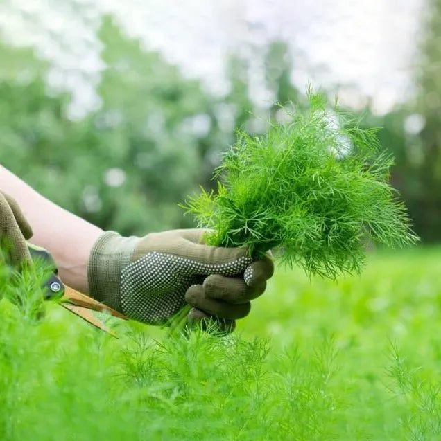 Tinh dầu Thì Là - Dill Weed