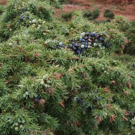 Tinh dầu Quả Bách Xù - Juniper Berry