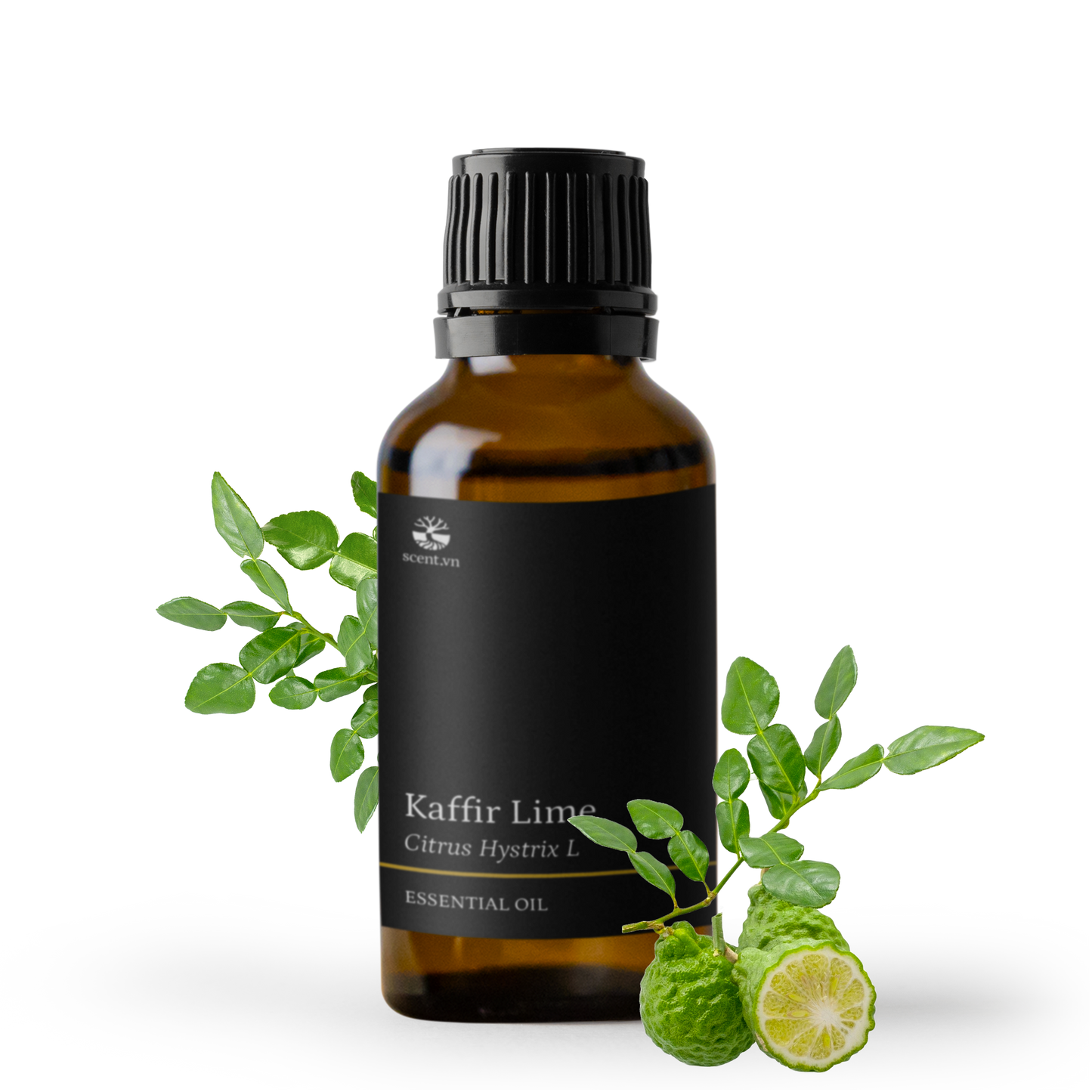 Tinh dầu Chanh Thái - Kaffir Lime