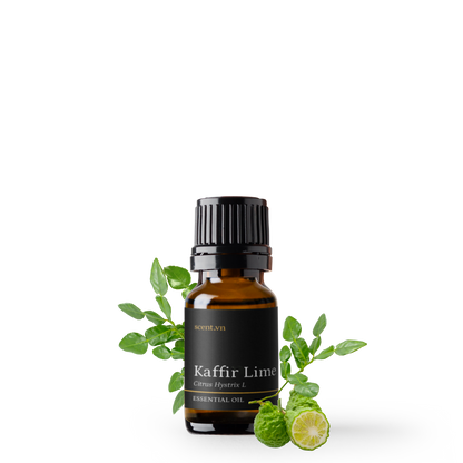 Tinh dầu Chanh Thái - Kaffir Lime