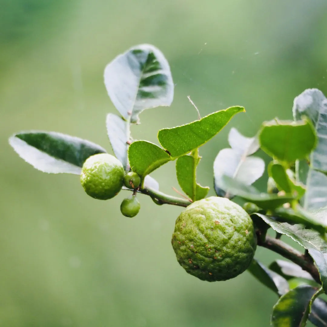Tinh dầu Chanh Thái - Kaffir Lime