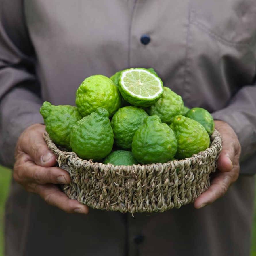 Tinh dầu Chanh Thái - Kaffir Lime