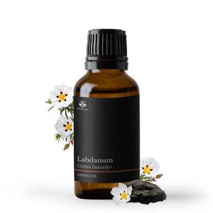 Labdanum Absolute
