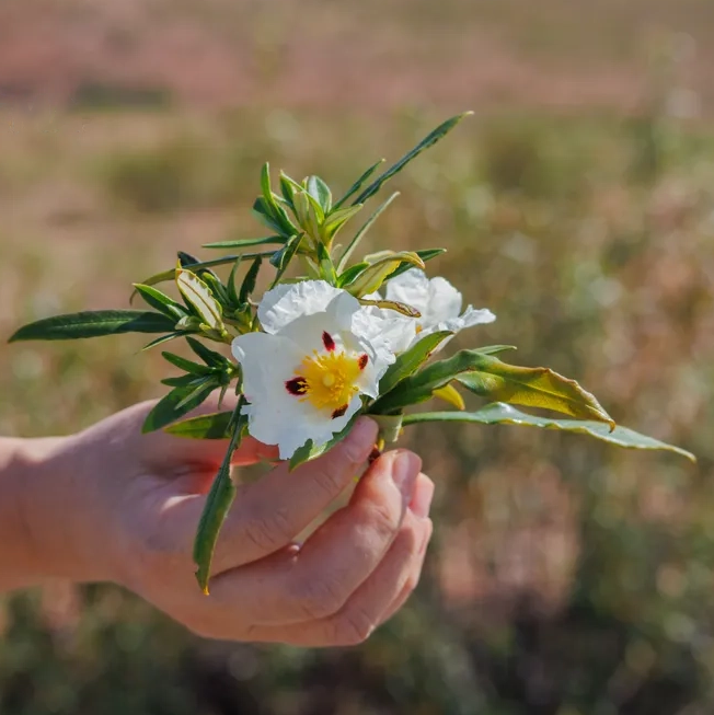 Labdanum Absolute
