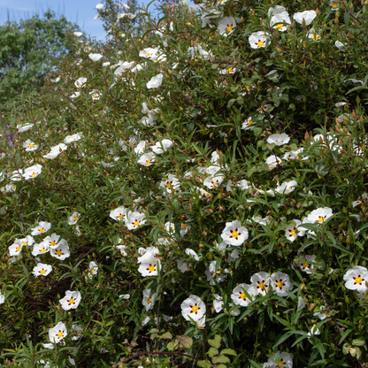 Labdanum Absolute