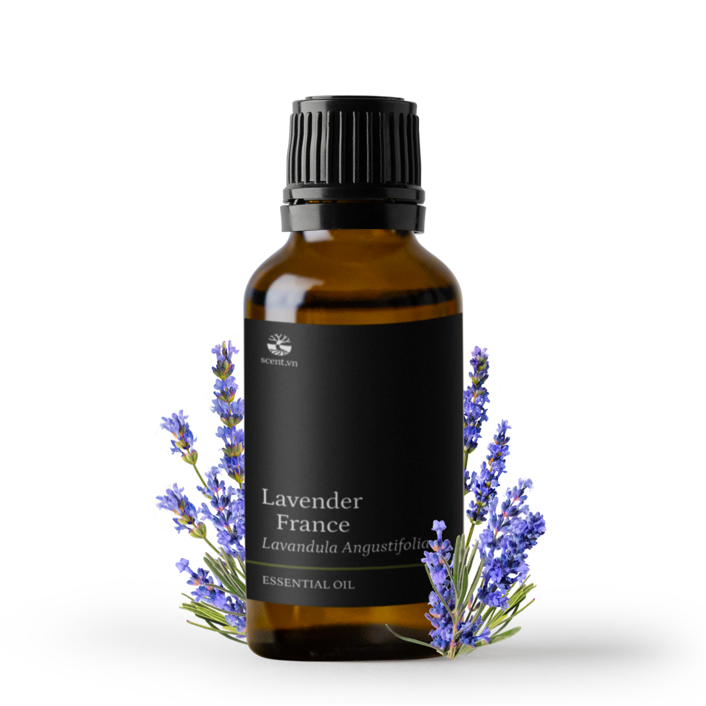 Tinh dầu Oải Hương - Lavender France