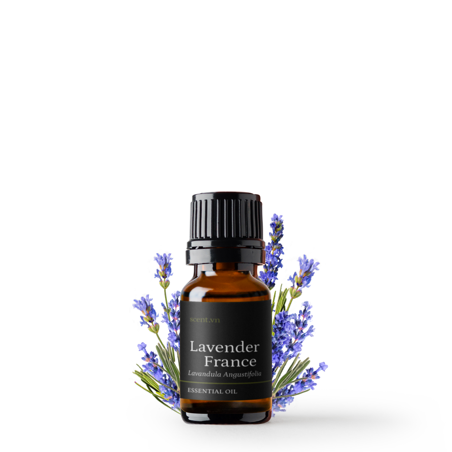 Tinh dầu Oải Hương - Lavender France