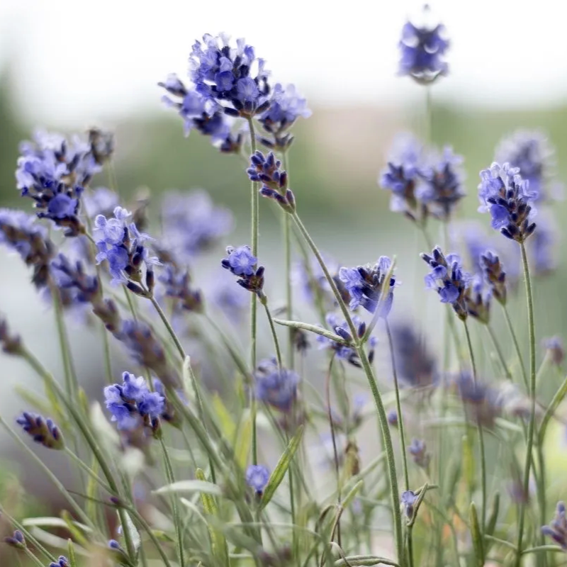 Tinh dầu Oải Hương - Lavender France