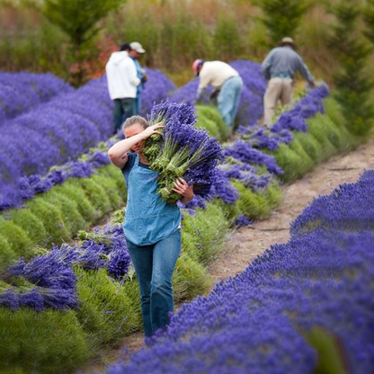 Tinh dầu Oải Hương - Lavender France