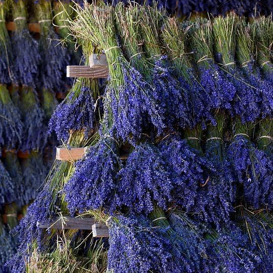 Tinh dầu Oải Hương - Lavender France