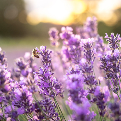 Lavandin Grosso Organic Essential Oil