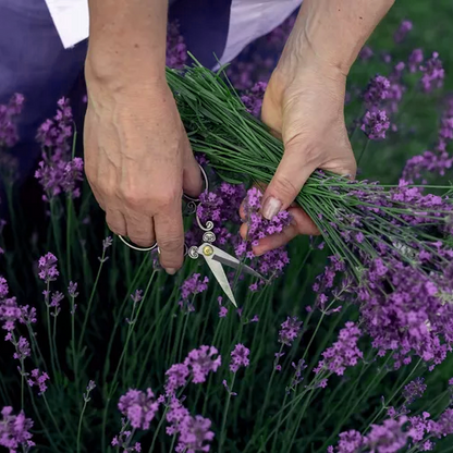 Lavandin Grosso Organic Essential Oil
