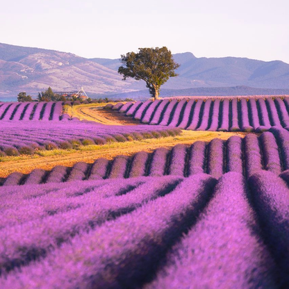 Lavandin Grosso Organic Essential Oil