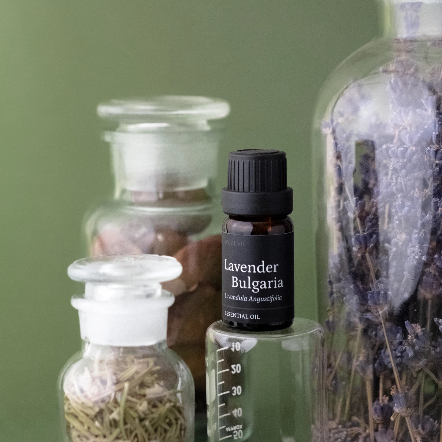 Tinh dầu Oải Hương - Lavender Bulgaria