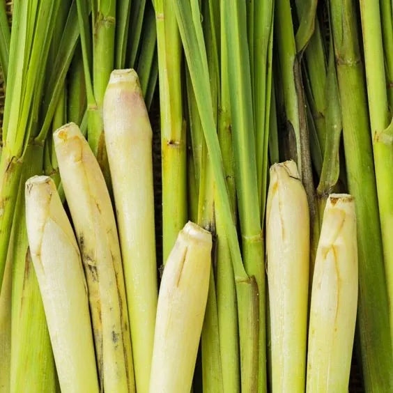 Lemongrass Essential Oil