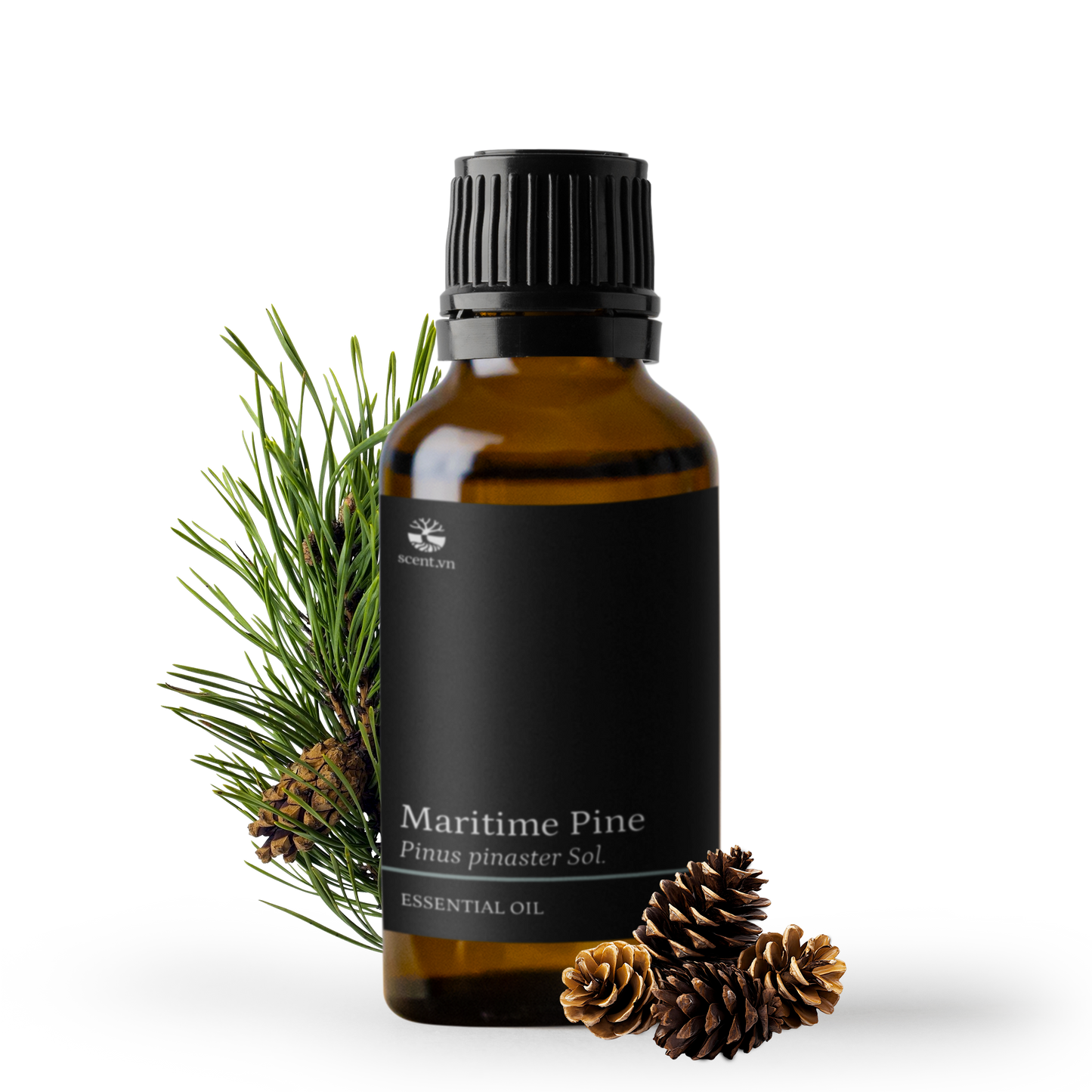 Tinh dầu Thông Biển - Maritime Pine