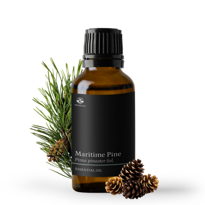 Tinh dầu Thông Biển - Maritime Pine
