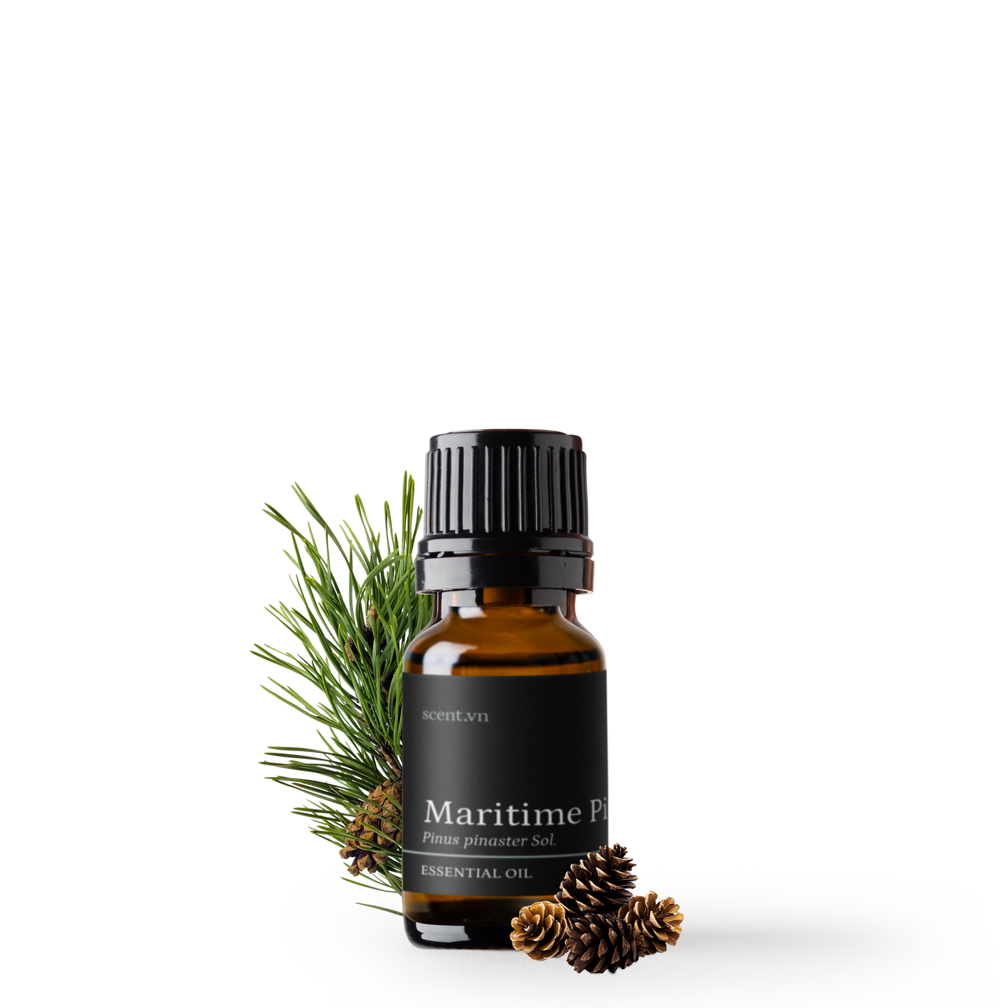 Tinh dầu Thông Biển - Maritime Pine