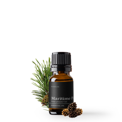 Tinh dầu Thông Biển - Maritime Pine