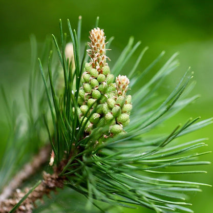 Tinh dầu Thông Biển - Maritime Pine