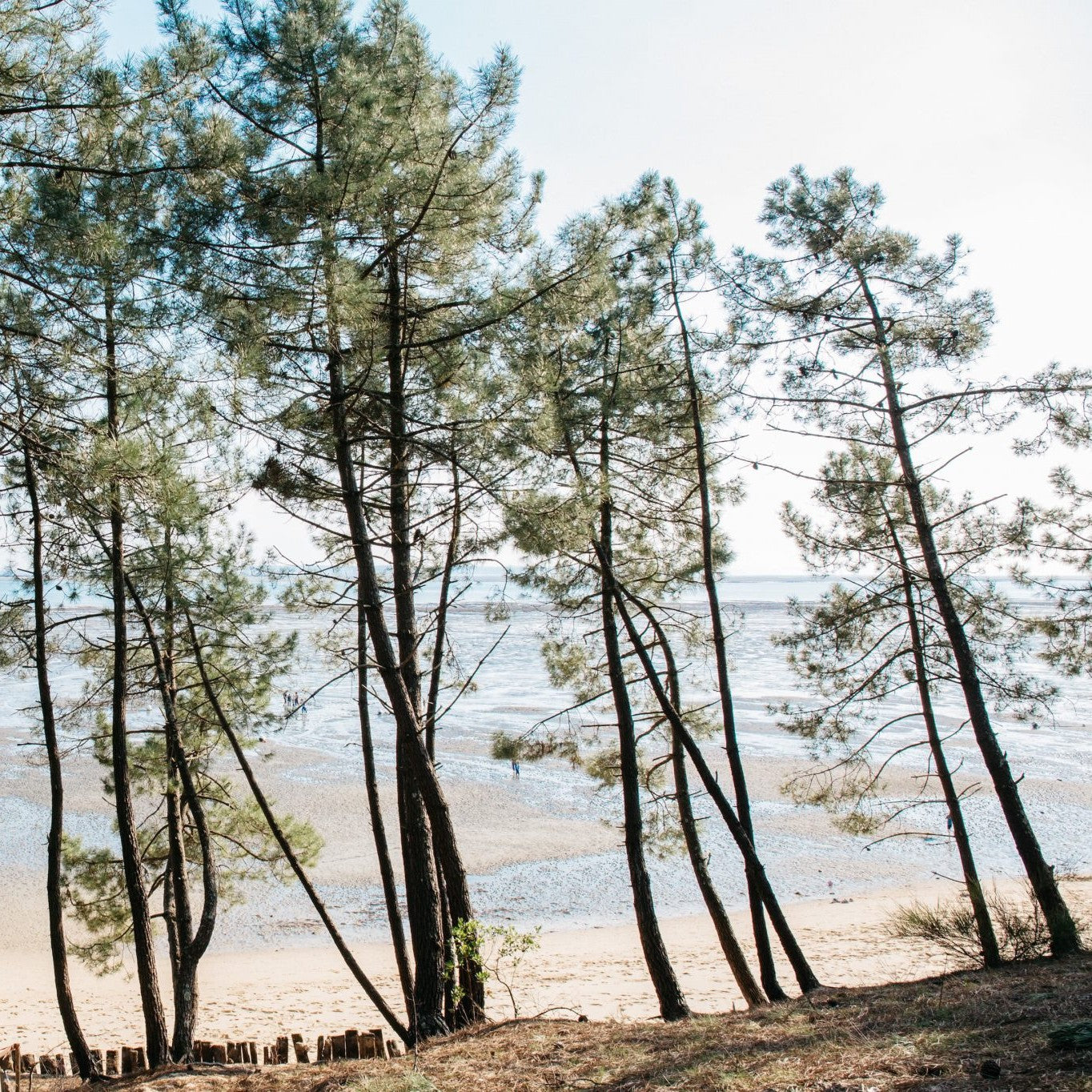 Tinh dầu Thông Biển - Maritime Pine