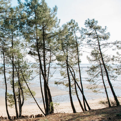 Tinh dầu Thông Biển - Maritime Pine