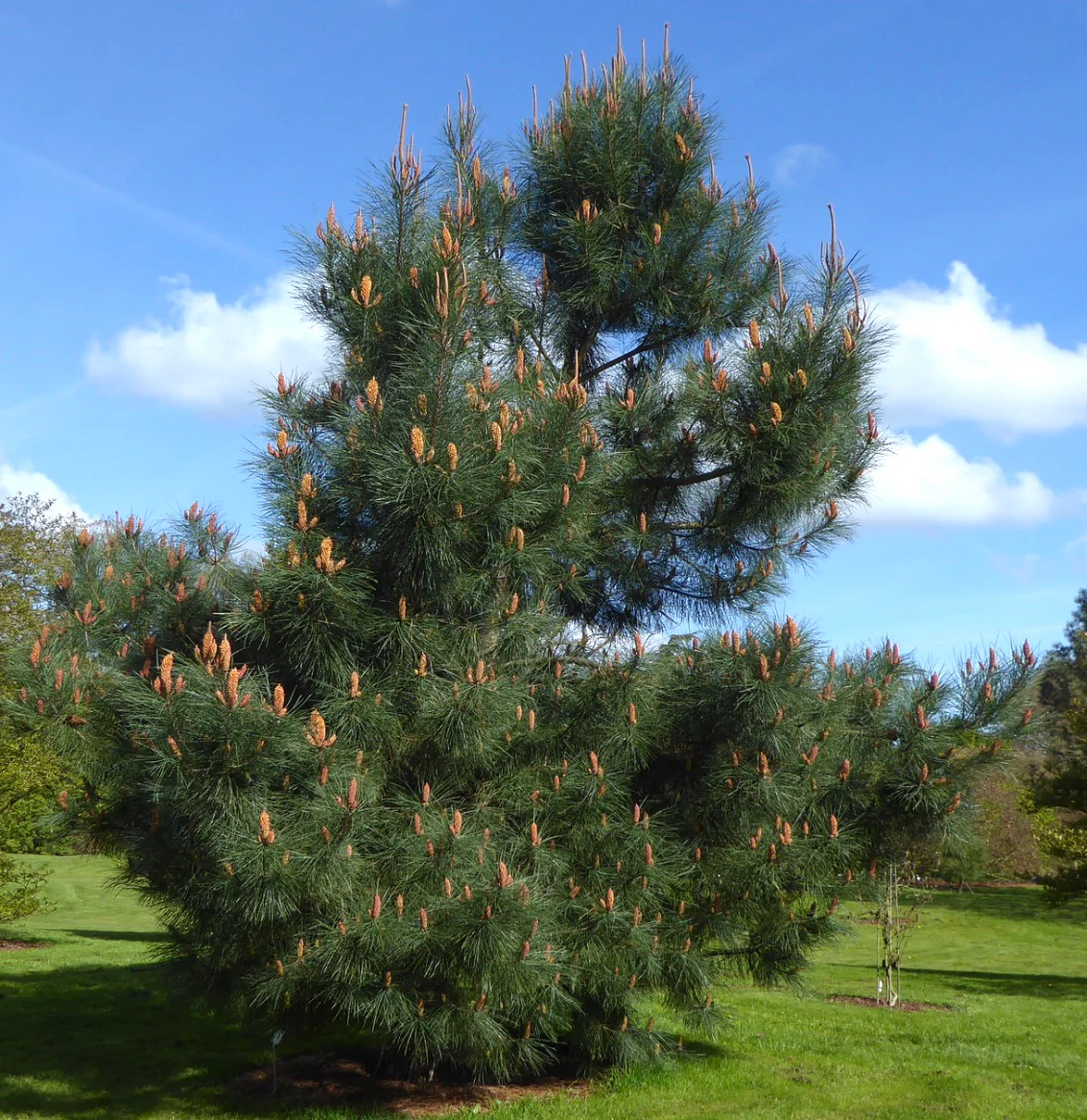 Tinh dầu Thông Biển - Maritime Pine