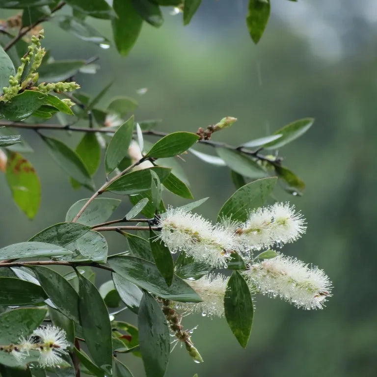 Cajeput Essential Oil